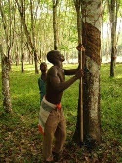 Hevea tapping — latex collection