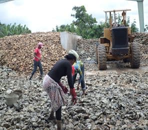 Rubber lumps drying on bamboo rack