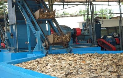 Latex collection cups on hevea trees