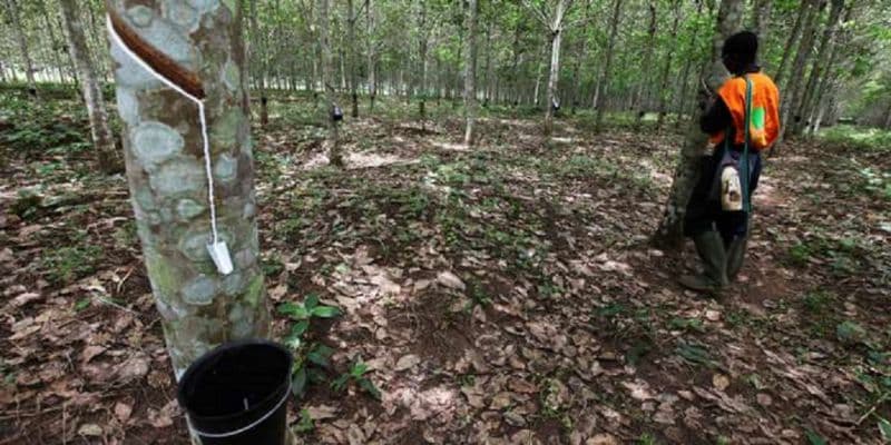 Tapping workers in plantation